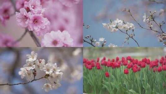 春天花卉高清在线视频素材下载