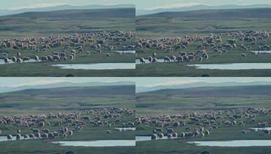 唐古拉山镇放牧的羊群高清在线视频素材下载