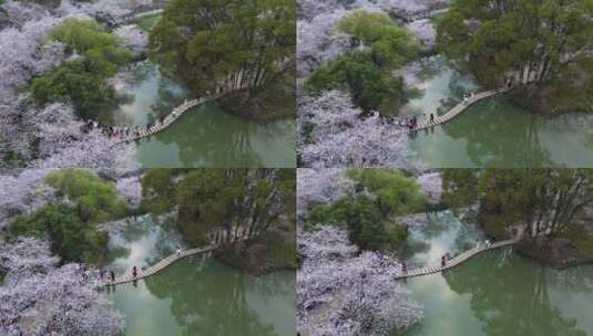 江苏太湖鼋头渚风景区樱花风光航拍高清在线视频素材下载
