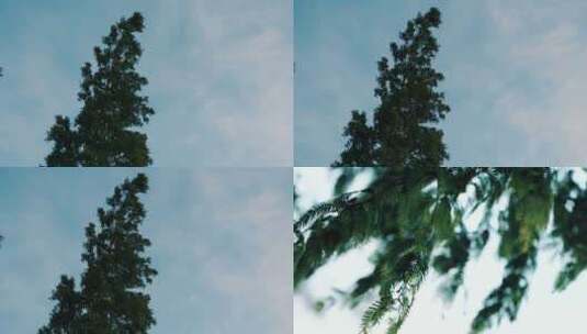 日系唯美天空树叶空镜头胶片感电影感高清在线视频素材下载