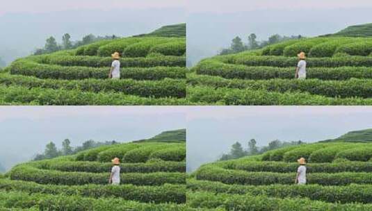 年轻亚洲女性在茶园里走动赏茶高清在线视频素材下载