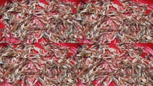 小虾 虾米高清在线视频素材下载