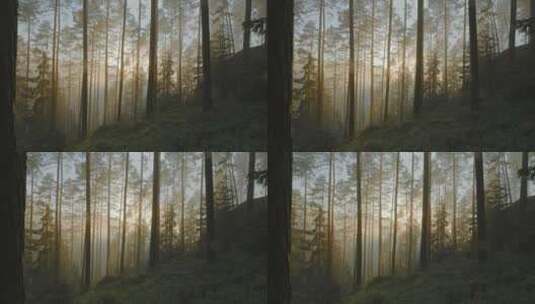 4K- 日落时分的迷雾森林高清在线视频素材下载