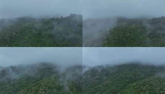 森林云雾森林云海树林航拍森林雨天森林氧吧高清在线视频素材下载