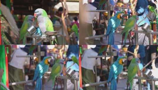 4K鹦鹉特写动物颜色鲜艳实拍视频高清在线视频素材下载