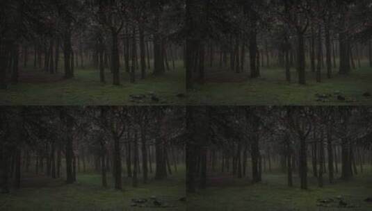 忧郁阴暗的森林高清在线视频素材下载