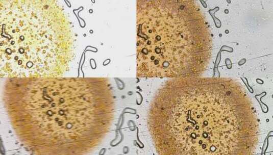 生物科学微观蟹粉细胞高清在线视频素材下载