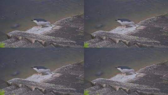 夜鹭在湖边和乌龟玩耍的动物特写高清在线视频素材下载