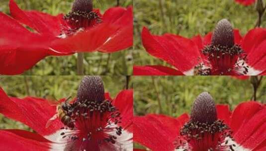 蜜蜂，花，海葵，飞行高清在线视频素材下载