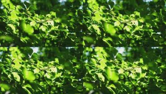 洛阳夏日大自然阳光下的植物空镜头高清在线视频素材下载