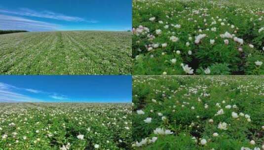 芍药花海中草药种植基地高清在线视频素材下载