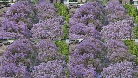 昆明教场路蓝花楹高清在线视频素材下载