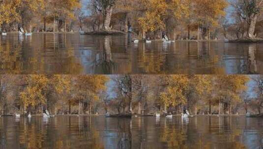 水面上的白鹅与岸边秋景相映成趣高清在线视频素材下载