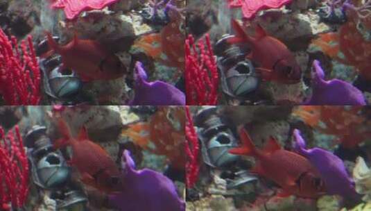 红色大眼仔金鳞鱼海洋馆鱼类高清在线视频素材下载