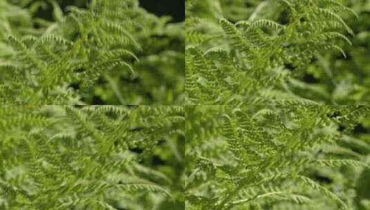蕨类植物高清在线视频素材下载