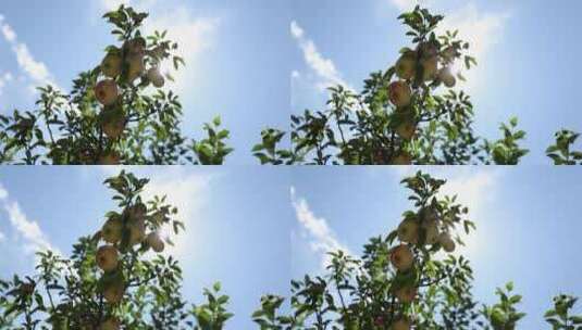 蓝天下实拍果园里成熟的苹果高清在线视频素材下载