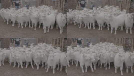 绒山羊养殖基地高清在线视频素材下载