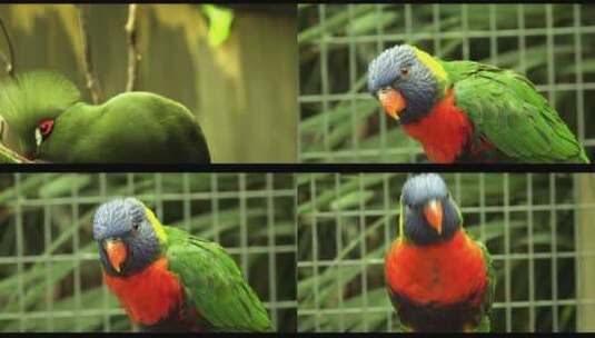 鹦鹉小鸟动物园宠物高清在线视频素材下载