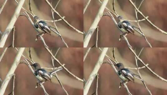 小喜鹊独自一人在树上高清在线视频素材下载