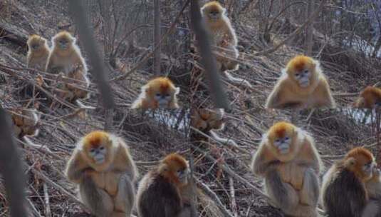 神农架自然保护区高清在线视频素材下载