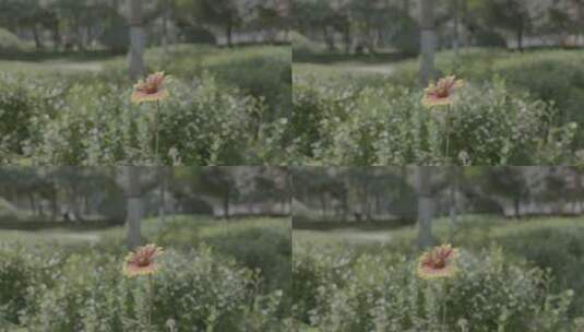 公园户外一枝花朵植物绿化原log素材高清在线视频素材下载