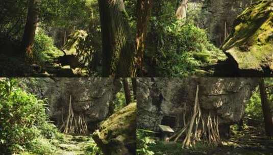 杭州临安西天目山的百年老树和森林高清在线视频素材下载