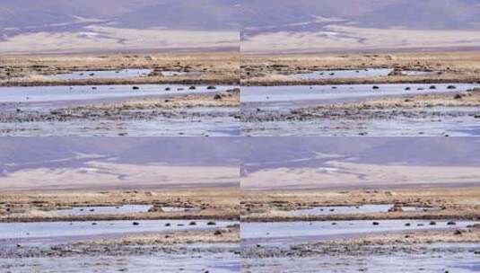 4K川西高原野鸭实拍素材1高清在线视频素材下载