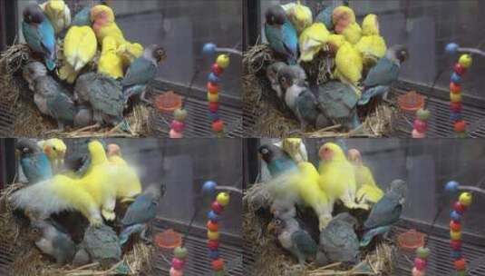 一群可爱的小鹦鹉高清在线视频素材下载