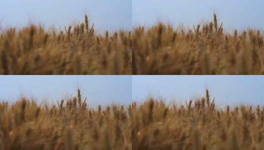 麦子小麦高清在线视频素材下载