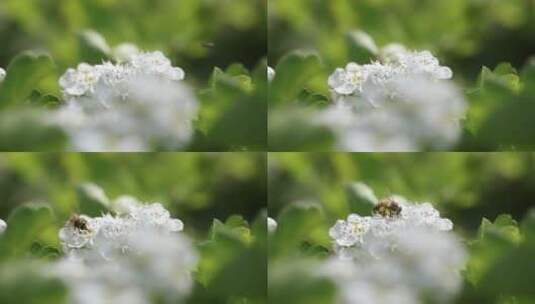 山楂花与蜜蜂采蜜特写高清在线视频素材下载