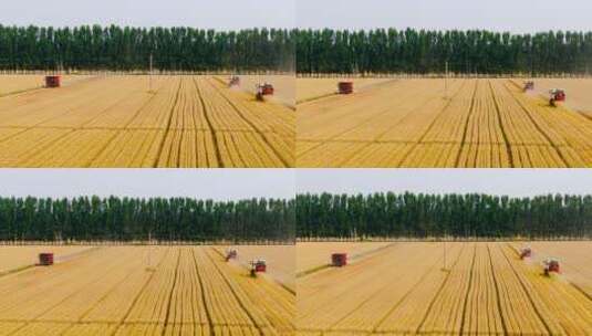 航拍农田小麦收割高清在线视频素材下载