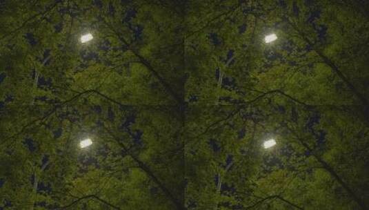 夜景树下的路灯高清在线视频素材下载