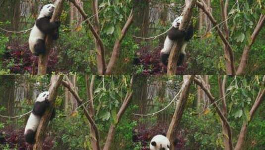 树上玩耍的可爱大熊猫幼崽高清在线视频素材下载