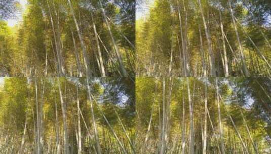 竹子背景生态茂林修竹竹林竹海高清在线视频素材下载