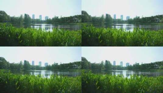 武汉武昌沙湖公园荷花高清在线视频素材下载