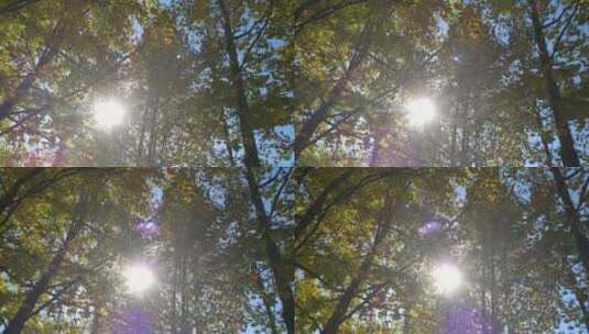 秋天里金黄唯美的阳光银杏树树叶金色银杏叶高清在线视频素材下载