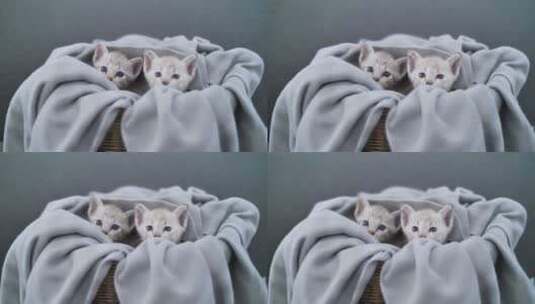 4K可爱的新生小猫在床单里高清在线视频素材下载