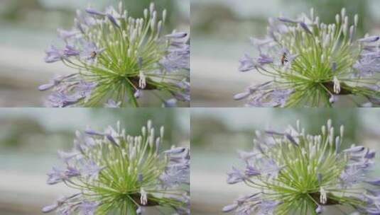 初夏花朵勤劳的蜜蜂采蜜生态花海高清在线视频素材下载