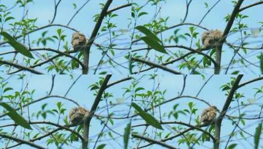 树枝上的麻雀相互观望高清在线视频素材下载