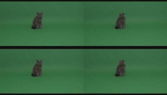 4k无聊的猫高清在线视频素材下载