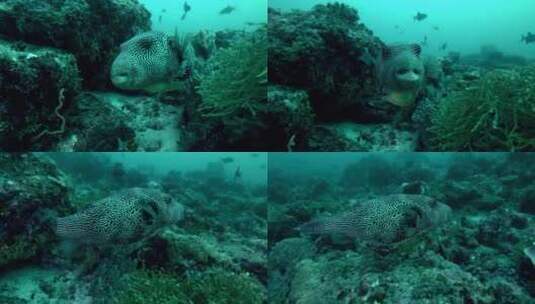 大地图河豚在珊瑚礁附近游泳高清在线视频素材下载