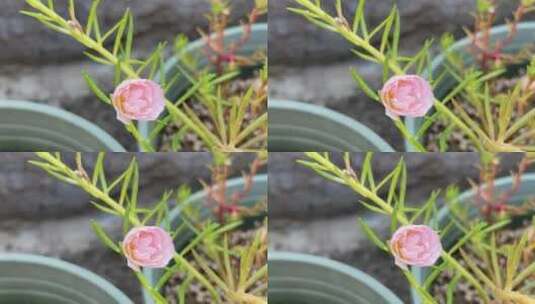 粉色太阳花花朵高清在线视频素材下载