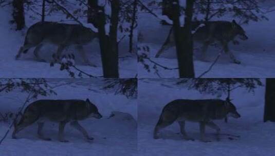 特写冬天雪林里的狼高清在线视频素材下载