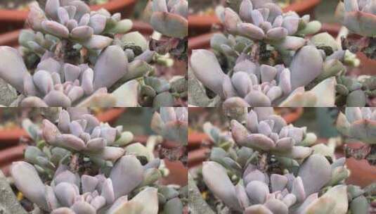 紫色多肉植物高清在线视频素材下载