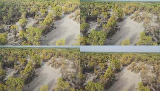 新疆轮台胡杨林公园自然风光航拍高清在线视频素材下载