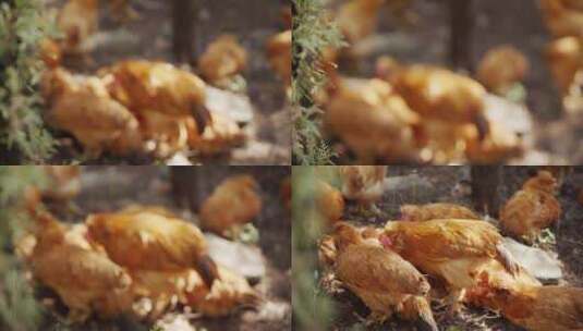 农场散养小公鸡北京油鸡养殖业高清在线视频素材下载