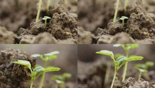 4k拍摄植物种子生根发芽出土高清在线视频素材下载
