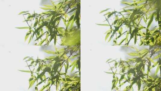 阳光下风中摇曳的竹枝竹叶高清在线视频素材下载