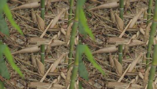 青翠竹林清新自然竹叶高清在线视频素材下载