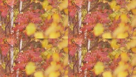 深秋风景 红叶 红豆高清在线视频素材下载